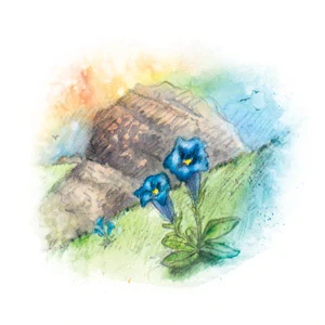 YaoMedica 078 - Modrý hořec 50ml