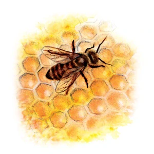 YaoMedica 099 - Propolis 50ml