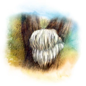 YaoMedica 031 - Hericium 50 ml