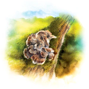 YaoMedica 032 - Maitake 50 ml