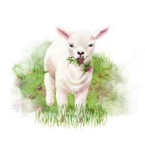 MycoMedica Beránčí sirup 200ml